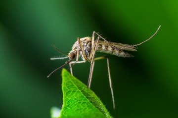 Fleas, Ticks & Mosquitos